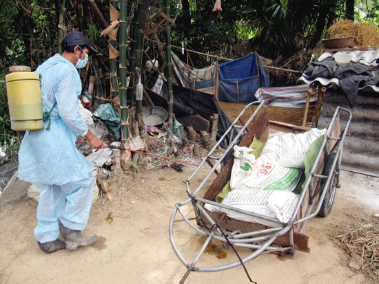 Vet spray disinfectant in the infect area (Photo: SGGP)
